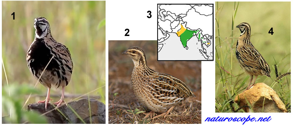 Genre Coturnix Coturnix coromandelica, caille nattée